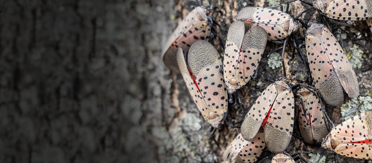 PODS Gypsy Moth and Spotted Lanternfly Form