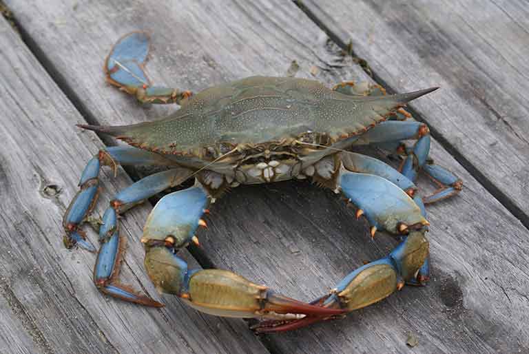 Things to do in Cecil County