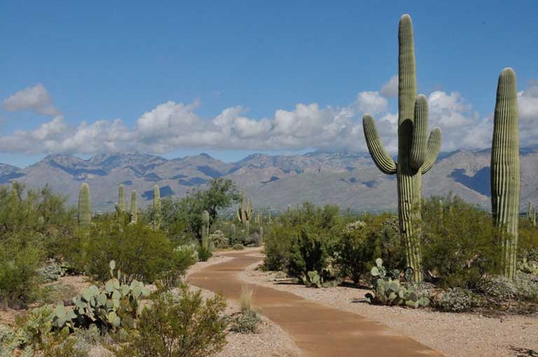 Things to do in Tucson