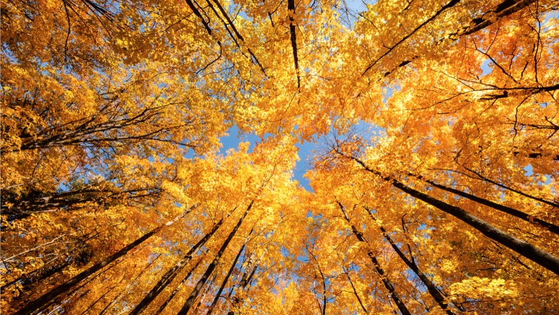 A view from the forest floor, looking up at tall trees in a Wisconsin forest in autumn. The leaves are a bright, golden yellow and the sky above is a lovely blue.